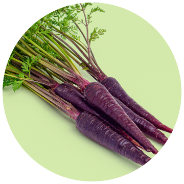 Purple carrots